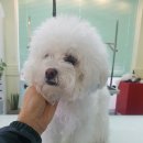 그루밍 캐나다 이미지