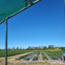 호주 농장 | 호주 워홀 세컨 레츠고/번다버그 농장 후기