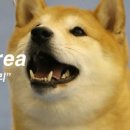 ShibainuKorea 네이버블로그