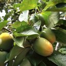 상촌 다목적광장 이미지