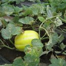 영숙농산물 이미지