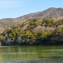 장골로가로수 이미지