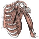 호흡에 관련된 근육(횡경막 75%, 외늑간근 25%, 부호흡근 흉쇄유돌근, 사각근) 이미지
