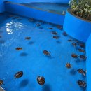 거북이세탁소 이미지