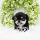 대구강아지분양 도로시펫 이미지