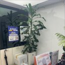 크리스마스치과의원 이미지