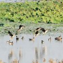 주남저수지 이미지