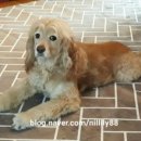 양평가축병원 이미지