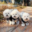 도그스토리 | 강아지 겨울옷, 품절대란 도그페이스 애견패딩