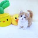 강남고양이분양 러브앤캣 | 양천구고양이분양 정보 실제 후기 놀라운 만남