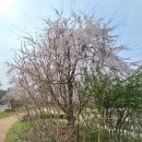 부평꿈나무 교통나라(영성동로18번길 51) | 부평 아이랑 갈만한 곳 부평 꿈나무 교통나라 부평 봄꽃축제,부평 꽃길