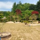 더포레스트 이미지