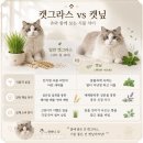 쾌속 허브다이어트 체험관 | 고양이 캣그라스 키우기 캣닢편, 내돈내산 재배 실패 원인 3가지 분석, 왜 안 자랐을까?