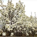 과수원길 이미지