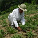 흰민들레농장 이미지