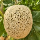 담양 반딧불 이미지