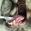 새은평동물의료센터 이미지