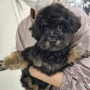 대입적성시그널학원 | 똥손인 내가 인천애견미용학원 등록하고 유기견 봉사활동까지 다녀온 찐 후기