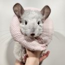 우리소동물병원 네이버블로그