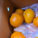 구정농장 | 과즙 폭발 고당도 선물용 제주 레드향 가정용 후기