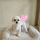 멍빨털빨 이미지