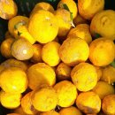 천등산철쭉공원 이미지