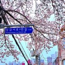 서면삼익 | 부산 당감동 서면 삼익아파트 벚꽃 개화 실시간 상황, 벚꽃 만개 구경 후기