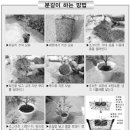 정원조경수관리 이미지