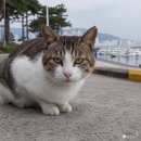 동백유원지 이미지