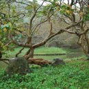 상념의 정원 이미지