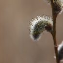 강아지천국 이미지