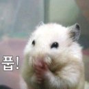 포레스테이 이미지