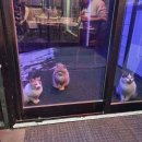 춘천남이섬애견가족전원마을펜션 | 춘천펜션 / 춘천 남이섬 애견 가족 전원마을 펜션 / 위치가격편의