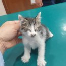 신광동물병원 이미지