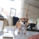 예쁜강아지 이미지