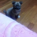 내사랑똥강아지 이미지