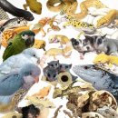 로던트클럽 강서마곡점 이미지