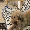 짱구포차 이미지