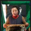 연주 벌꿀