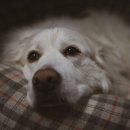 멍글멍글 이미지