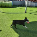 오늘도 뽀송하개 이미지