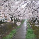 진해 군항제와 벚꽃 풍경 이미지