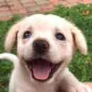 웃는강아지 이미지