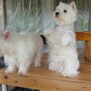 금산 캔넬 이미지