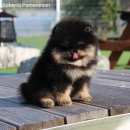 로베르토폼 이미지