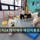 멍라운지24 데이케어 애견미용호텔 애견카페 인천점 이미지