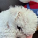 버디독 강아지분양 안심분양센터 시흥점 이미지