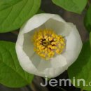 약용작물 신성장작목 육성, 제주도 농업기술원 이미지