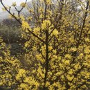 개나리꽃민박 이미지