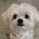 보노보 | 부개동 반려견 미용 쁘띠멍 보노보노컷 맛집..👍 부평 강아지 미용실 추천